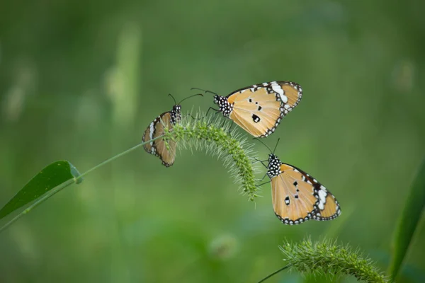 봄철에 호랑이 나비의 — 스톡 사진