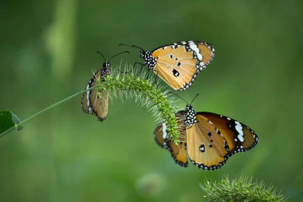 Imagem Borboleta Tigre Nas Plantas Flores Durante Primavera — Fotografia de Stock