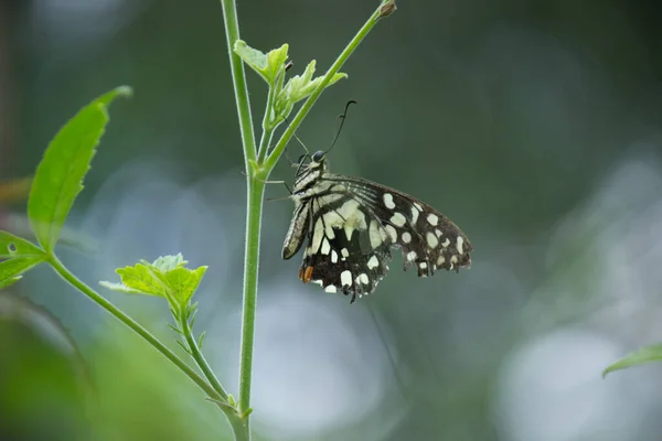 Papilio Vlinder Gewone Limoenvlinder Rustend Bloemplanten Zijn Natuurlijke Habitat Een — Stockfoto