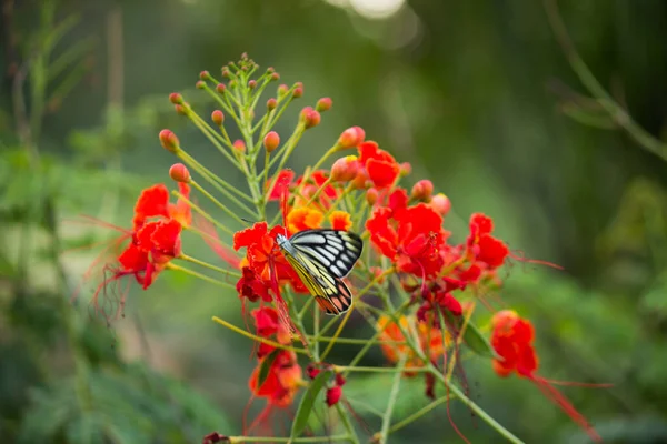 Krásný Motýl Jezebel Delias Eucharis Sedí Květinách Royal Poinciana Zblízka — Stock fotografie