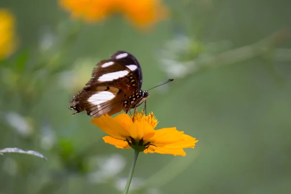 아름다운 날개를 나비나에 나비의 아름다운 — 스톡 사진