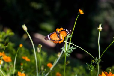 Düz Kaplan Danaus Krisippus Kelebeği nektar içer çiçek bitkisi yeşil arka plandadır