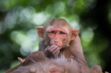 Rhesus makakları, kameraya bakan kahverengi primatlar, maymunlar, Macaca ya da Mullata 'dır. 