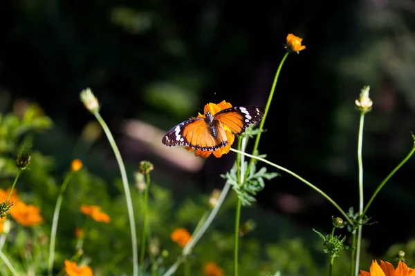 Tigre Uni Danaus Chrysippus Papillon Boire Nectar Plante Fleur Dans — Photo