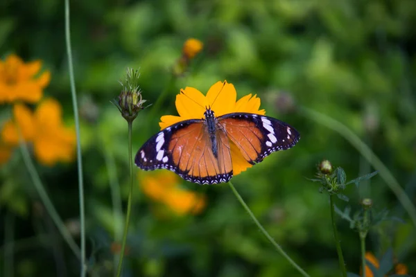 Tigre Uni Danaus Chrysippus Papillon Boire Nectar Plante Fleur Dans — Photo