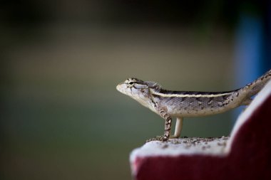  Doğulu bahçe kertenkelesi, doğu bahçesi kertenkelesi, kan emici ya da değişken kertenkele. 