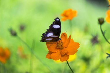 Hypolimnas bolina, Madagaskar 'dan Asya ve Avustralya' ya kadar uzanan bir nemfobik kelebek türüdür.