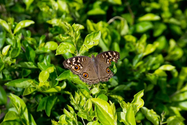 Paon Pansy Papillon Reposant Sur Les Plantes Vertes Pendant Saison — Photo
