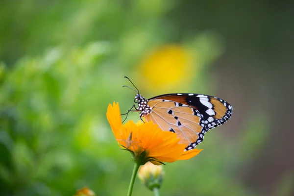 Llano Tigre Danaus Chrysippus Mariposa Beber Néctar Flor Planta Naturalezas — Foto de Stock