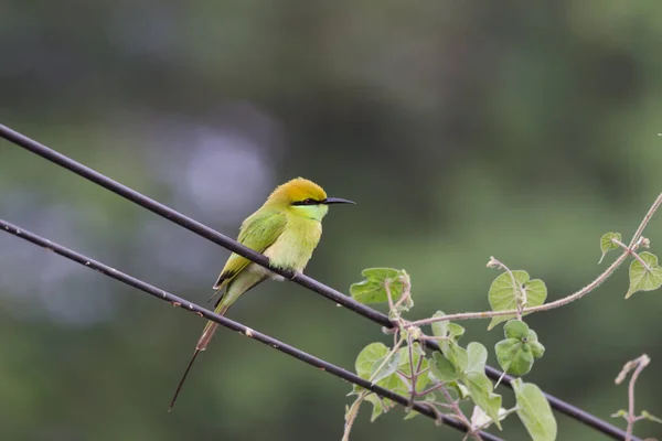 Green Bee Eater Perched Cable Wire Looking Away Soft Blurry — Stock Photo, Image