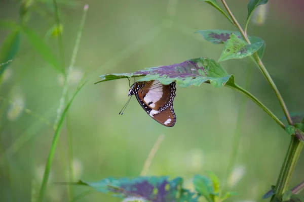 Hypolimnas Bolina Great Eggfly Common Eggfly India Blue Moon Butterfly — Stock Photo, Image