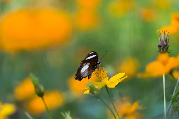 Hypolimnas Bolina Uma Espécie Insetos Lepidópteros Mais Especificamente Borboletas Pertencente — Fotografia de Stock