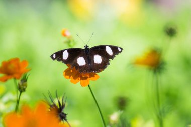 Hypolimnas bolina, Madagaskar 'dan Asya ve Avustralya' ya kadar uzanan bir nemfobik kelebek türüdür.
