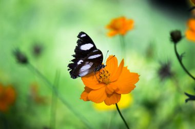 Hypolimnas bolina, Madagaskar 'dan Asya ve Avustralya' ya kadar uzanan bir nemfobik kelebek türüdür.