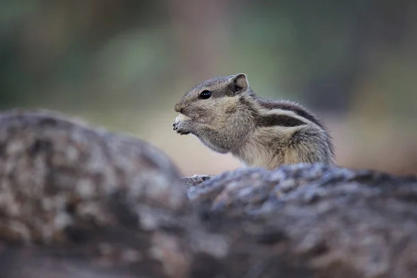 松鼠是Sciuridae家族的成员 包括中小型啮齿动物 除其他啮齿动物外 还有树鼠 地面松鼠 花栗鼠 土拨鼠 土拨鼠 草原狗等 — 图库照片