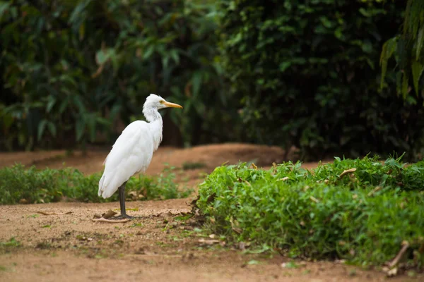 Βοοειδή Egret Αλλιώς Bubulcus Ibis Στέκεται Σταθερά Κοντά Στα Φυτά — Φωτογραφία Αρχείου