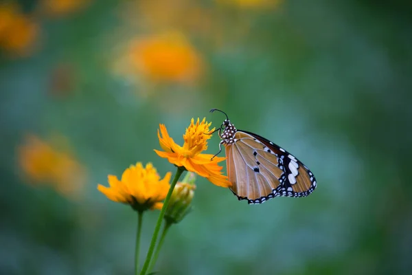 Primer Plano Tigre Llano Danaus Chrysippus Mariposa Visitando Flor Naturaleza — Foto de Stock