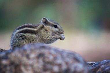  Sincaplar Sciuridae familyasının küçük ya da orta büyüklükteki kemirgenleri içeren üyeleridir. Diğer kemirgenler arasında ağaç sincapları, yer sincapları, sincaplar, dağ sıçanları, uçan sincaplar ve çayır köpekleri var.