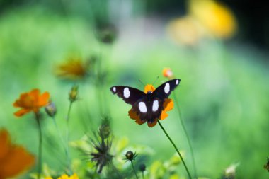 Hypolimnas bolina, Madagaskar 'dan Asya ve Avustralya' ya kadar uzanan bir nemfobik kelebek türüdür.