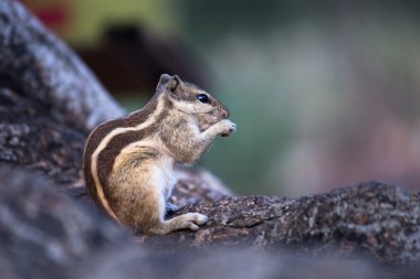  Sincaplar Sciuridae familyasının küçük ya da orta büyüklükteki kemirgenleri içeren üyeleridir. Diğer kemirgenler arasında ağaç sincapları, yer sincapları, sincaplar, dağ sıçanları, uçan sincaplar ve çayır köpekleri var.