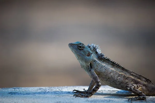 Lagarto Jardim Oriental Lagarto Jardim Oriental Sanguessuga Lagarto Mutável Calotes — Fotografia de Stock