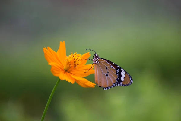 Primer Plano Tigre Llano Danaus Chrysippus Mariposa Visitando Flor Naturaleza — Foto de Stock