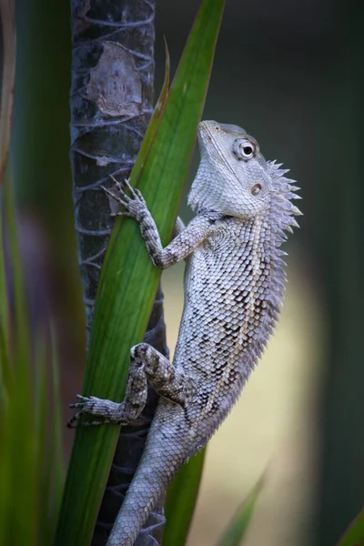 The oriental garden lizard, eastern garden lizard, bloodsucker or changeable lizard (Calotes versicolor) is an agamid lizard found widely distributed in in indo-Malaya. It has also been introduced in many other parts of the world.