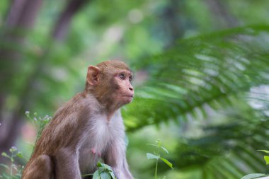  Rhesus makakları, kırmızı yüzlü ve arkalı maymunlar ya da kahverengi primatlar olarak bilinen Macaca veya Mullata maymunlarıdır.