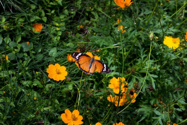 Primo Piano Della Farfalla Plain Tiger Danaus Chrysippus Che Visita — Foto Stock