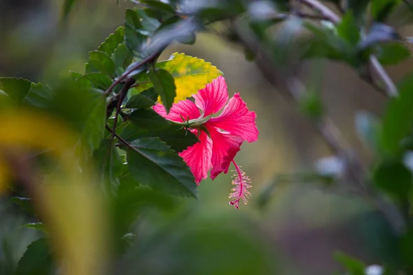 Flor Hibisco Família Malvaceae Hibiscus Rosa Sinensis Conhecido Como Flor — Fotografia de Stock