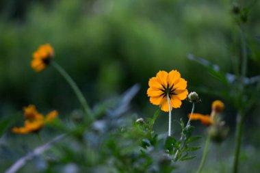  Çiçek ya da çiçek olarak da bilinen çiçek, çiçek açan bitkilerde bulunan üreme yapısıdır. Bir çiçeğin biyolojik işlevi üremeyi kolaylaştırmaktır, genellikle spermlerin yumurta ile birleşmesi için bir mekanizma sağlayarak.