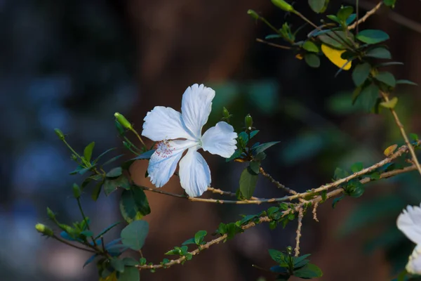 Hibiscus flower in the mallow family, Malvaceae. Hibiscus rosa-sinensis, known as the Shoe Flower or colloquially as Chinese hibiscus, China rose, Hawaiian hibiscus, rose mallow