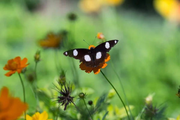 Hypolimnas Bolina Die Große Eierfliege Die Gemeine Eierfliege Oder Indien — Stockfoto