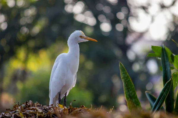 Aigrette Bétail Est Une Espèce Cosmopolite Héron Que Trouve Dans — Photo