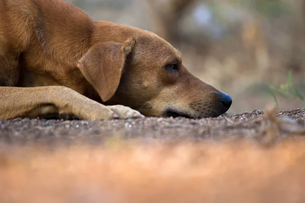 Pouliční Pes Ležící Klidně Zemi Veřejném Parku Indii — Stock fotografie