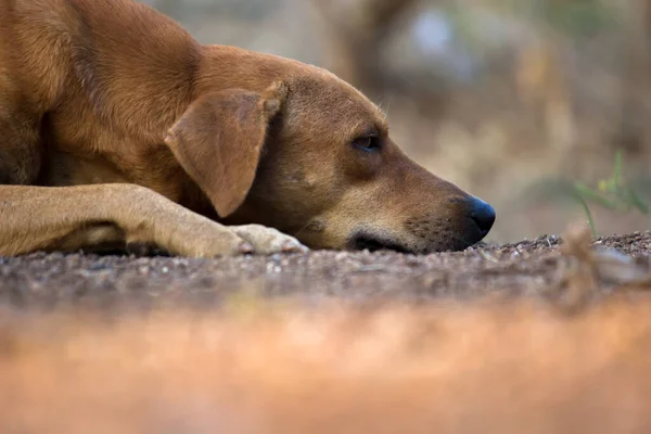 Cão Rua Deitado Chão Calmamente Parque Público Índia — Fotografia de Stock