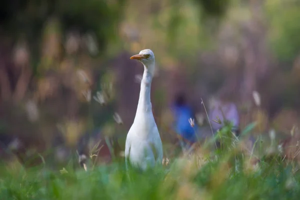 Cattle Egret Cosmopolitan Species Heron Found Tropics Subtropics Warm Temperate — Stock Photo, Image