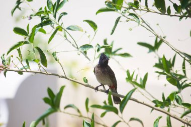 Kırmızı bulbul, uzun bir uçuştan sonra ağaç tepesinde dinleniyor, yaz boyunca Hindistan 'da. 