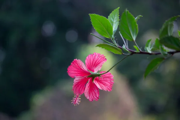 Hibiscus Flower Mallow Family Malvaceae Hibiscus Rosa Sinensis Conocida Como — Foto de Stock