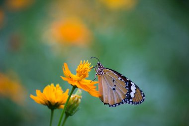 Danaus chrysippus, Afrika kraliçesi, Asya, Avustralya ve Afrika 'da yaygın olarak görülen orta büyüklükte bir kelebek türüdür. Fırça ayaklı kelebek familyası Nymphalidae 'nin Danainae alt familyasına aittir.