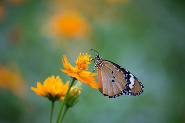 Danaus chrysippus, Afrika kraliçesi, Asya, Avustralya ve Afrika 'da yaygın olarak görülen orta büyüklükte bir kelebek türüdür. Fırça ayaklı kelebek familyası Nymphalidae 'nin Danainae alt familyasına aittir.