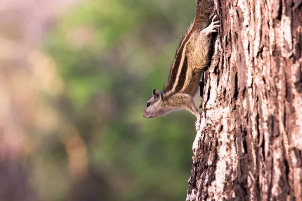 Σκίουροι Είναι Μέλη Της Οικογένειας Sciuridae Συμπεριλαμβανομένων Των Μικρών Μεσαίων — Φωτογραφία Αρχείου