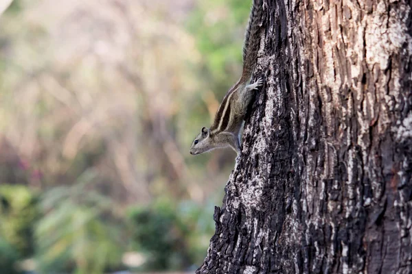 Σκίουροι Είναι Μέλη Της Οικογένειας Sciuridae Συμπεριλαμβανομένων Των Μικρών Μεσαίων — Φωτογραφία Αρχείου