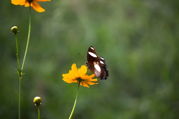 Hypolimnas Bolina Uma Espécie Insetos Lepidópteros Mais Especificamente Borboletas Pertencente — Fotografia de Stock