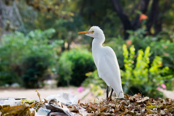 The cattle egret is a cosmopolitan species of heron found in the tropics, subtropics,  and warm-temperate zones. It is the only member of the monotypic genus Bubulcus,  although some authorities regard its two subspecies as full species,