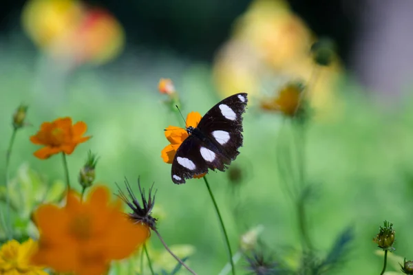 Hypolimnas Bolina Est Une Espèce Papillon Nymphalide Que Trouve Madagascar — Photo