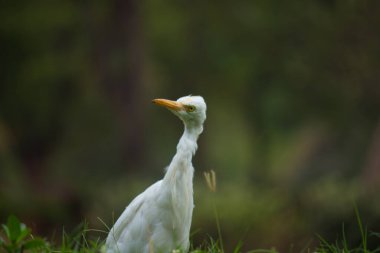 Akbalıkçıl, tropik bölgelerde, subtropik bölgelerde ve ılıman bölgelerde bulunan kozmopolit bir balıkçıl türüdür. Bubulcus, Bubulcus familyasının tek üyesidir, ancak bazı otoriteler bu türün iki alt türünü tam tür olarak kabul etmektedirler.,