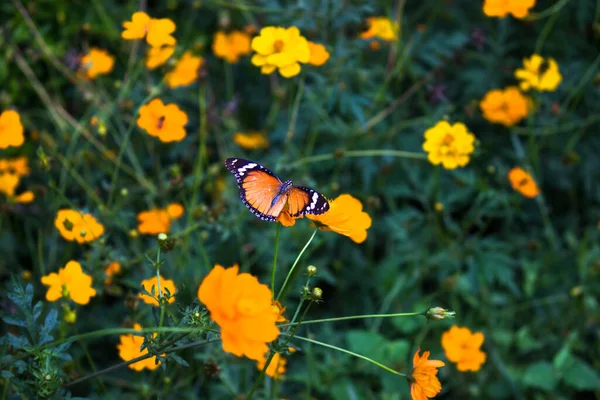 Danaus Crisipo Também Conhecido Como Tigre Simples Rainha Africana Monarca — Fotografia de Stock