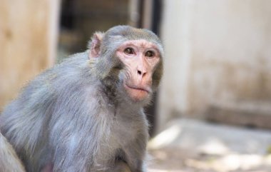 Rhesus makakları, kırmızı yüzlü ve arkalı maymunlar ya da kahverengi primatlar olarak bilinen Macaca veya Mullata maymunlarıdır.
