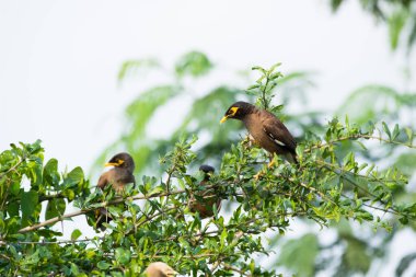 Bir Myna sürüsü veya Hint Myna namı diğer Acridotheres Tristis, çoğu zaman Mynah olarak yazılır, ağaçta birlikte otururlar.